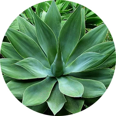 Agave