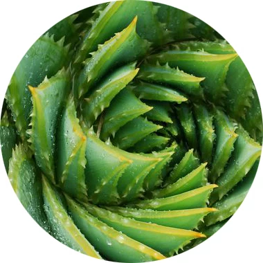 Aloe