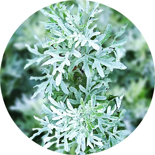 Artemisia