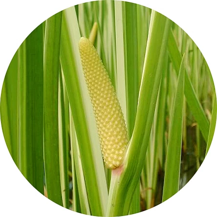 Cálamo