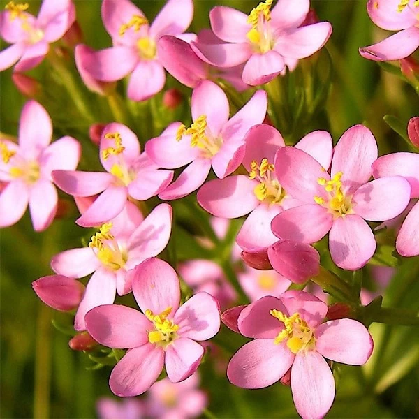 Centaurium