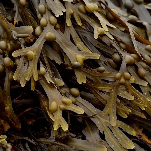 Fucus