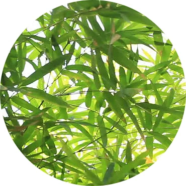 Hoja de bambú