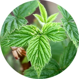 Hoja de frambuesa