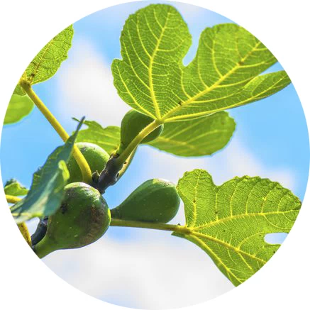 Hoja de higuera