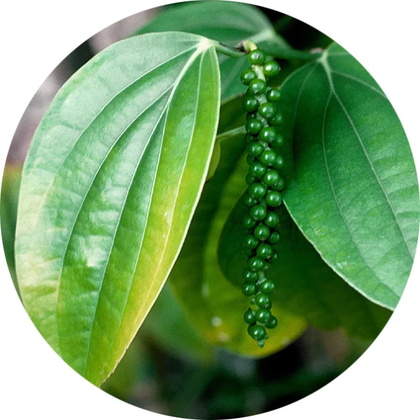 Hoja de pimienta