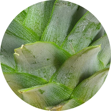 Hoja de piña