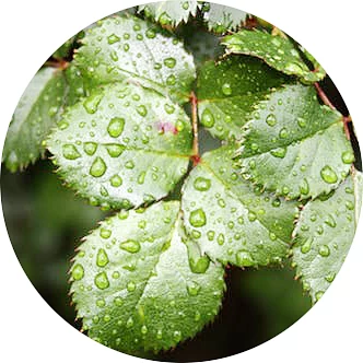 Hoja de rosa