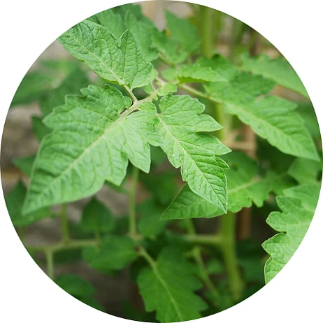 Hoja de tomate