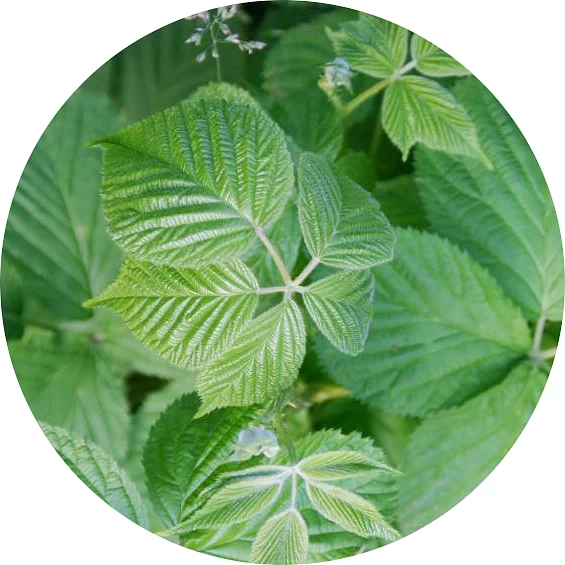 Hoja de zarzamora