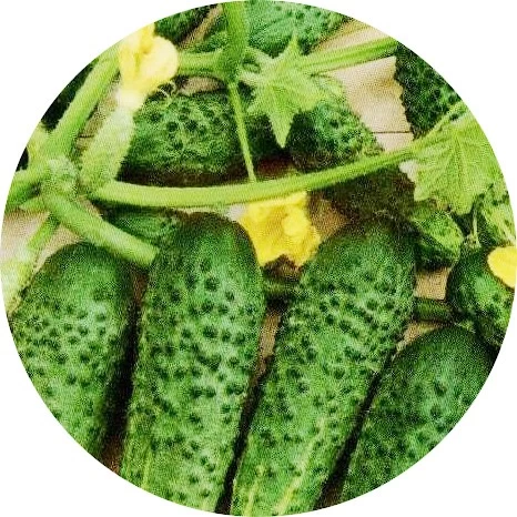 Pepino