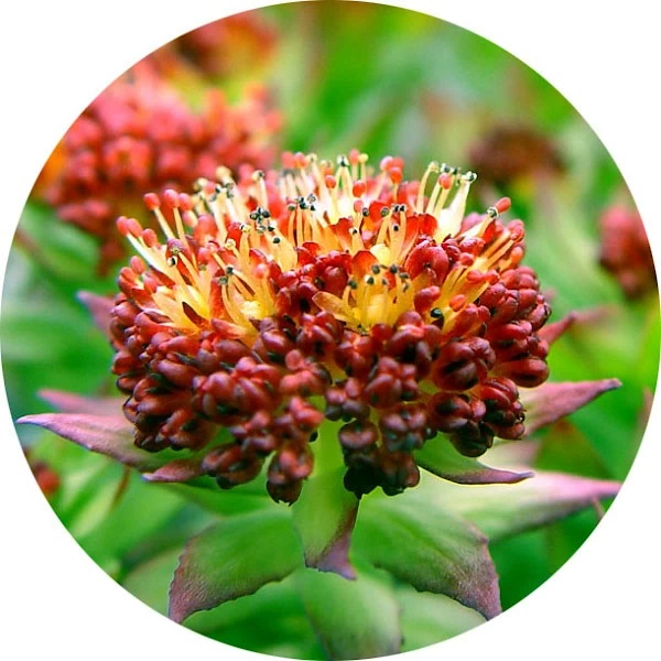 Rhodiola rosea