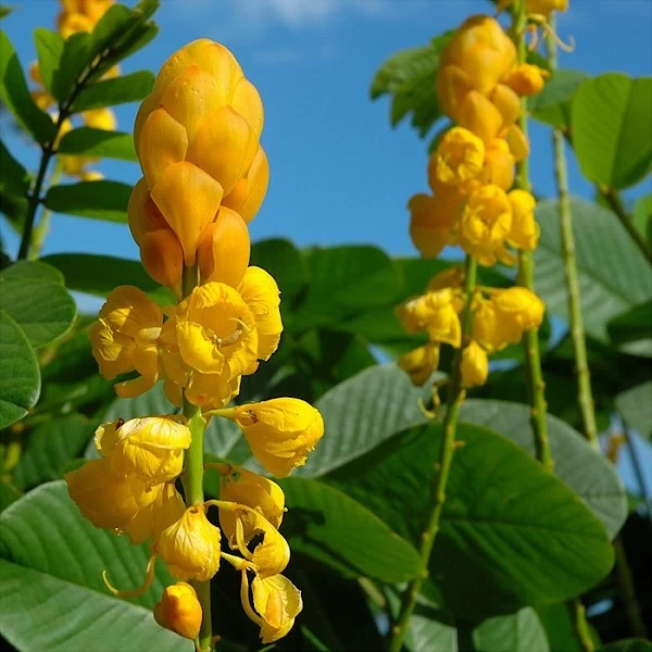 Senna alata