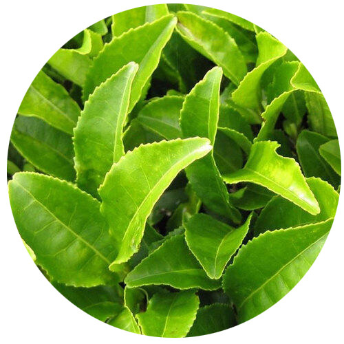 Té