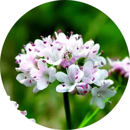 Valeriana